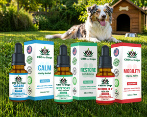 CBD for Dogs: A Smarter Approach to Everyday Wellness
